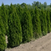 Thuja occidentalis 'Smaragd' (12)